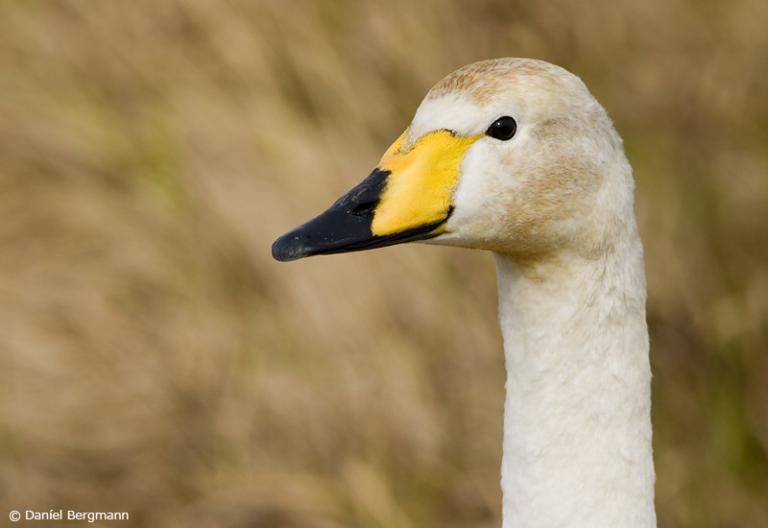 Álft (Cygnus cygnus)