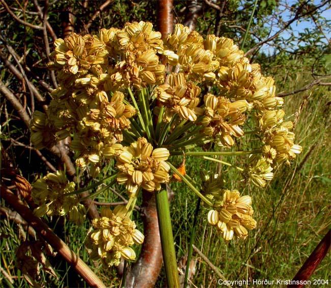 Mynd af Ætihvönn (Angelica archangelica)