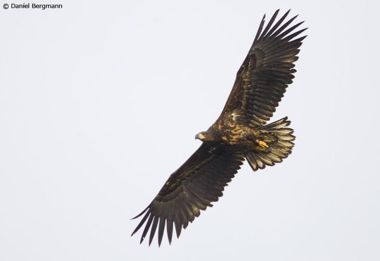 Haförn (Haliaeetus albicilla).