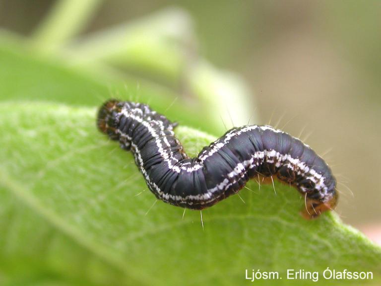 Víðifeti - Hydriomena furcata Víðifeti - Hydriomena furcata