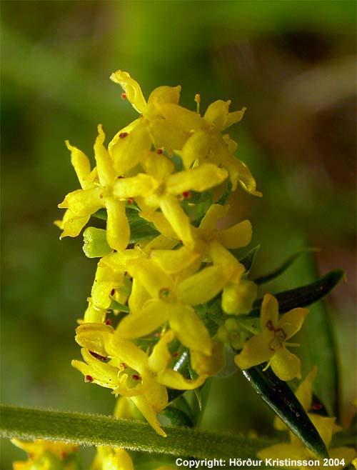 Mynd af Gulmöðru (Galium verum)