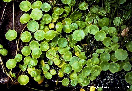 Mynd af Vatnsnafli (Hydrocotyle vulgaris) Mynd af Vatnsnafli (Hydrocotyle vulgaris)