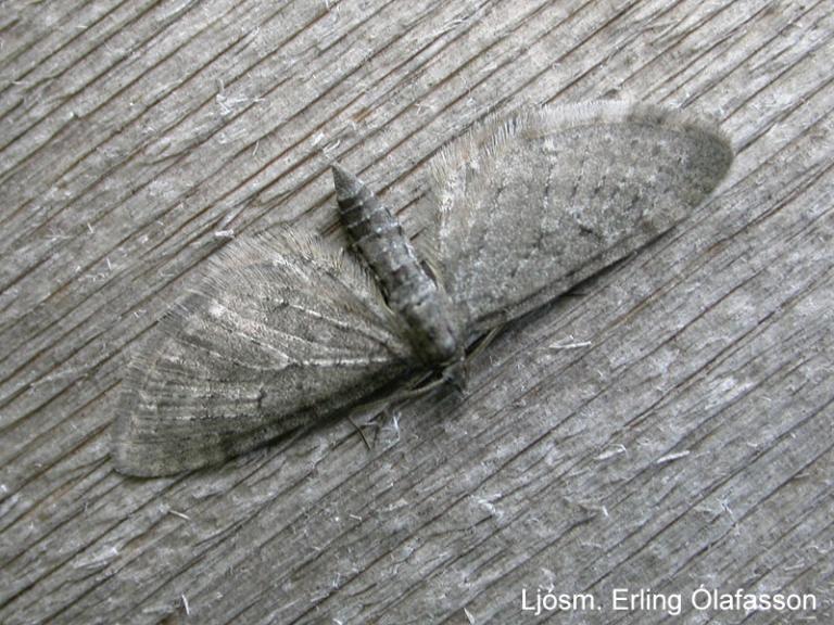 Mófeti - Eupithecia satyrata Mófeti - Eupithecia satyrata