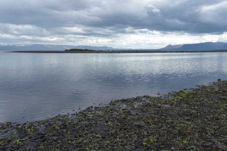 Selir við Sigríðastaðaós Selir við Sigríðastaðaós