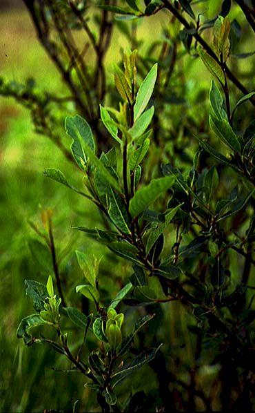 Mynd af Viðja (Salix myrsinifolia)