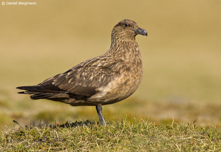 Skúmur (Catharacta skua) Skúmur (Catharacta skua)