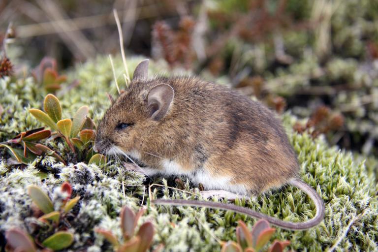 Hagamús (Apodemus sylvaticus﻿)