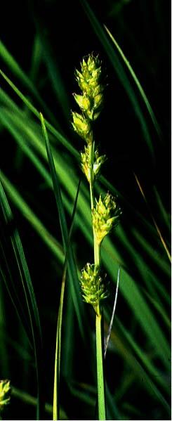 Mynd af Blátoppastör (Carex canescens)