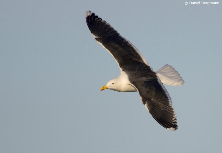 Svartbakur (Larus marinus)