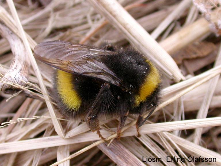 Húshumla - Bombus lucorum