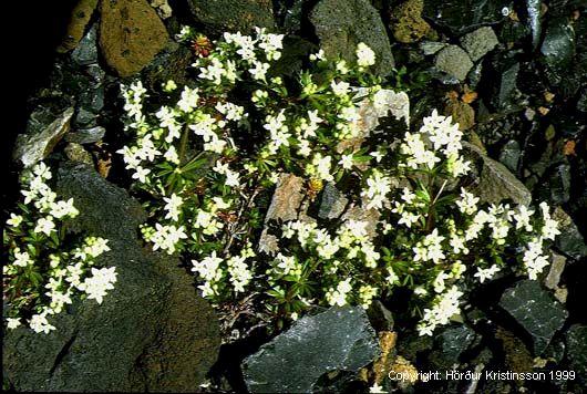 Mynd af Hvítmöðru (Galium normanii)