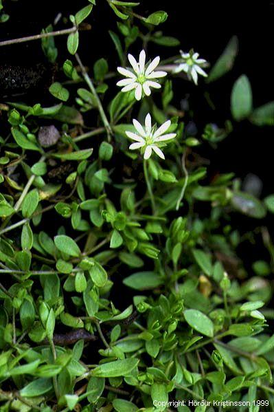 Mynd af Stjörnuarfi (Stellaria crassifolia)
