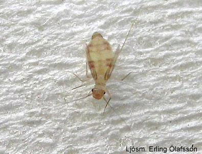 Parketlús - Dorypteryx domestica Parketlús - Dorypteryx domestica
