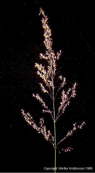 Mynd af Hálíngresi (Agrostis capillaris)