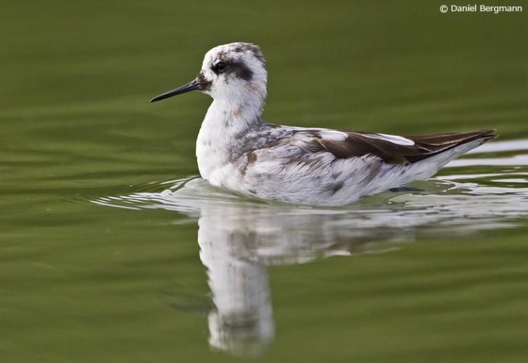 Óðinshani (Phalaropus lobatus)