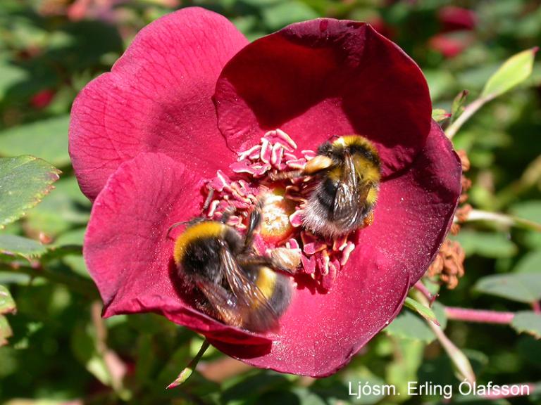 Móhumla - Bombus jonellus