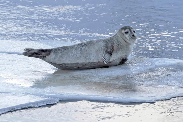 Landselur (Phoca vitulina)