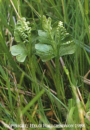 Mynd af Mánajurt (Botrychium boreale)