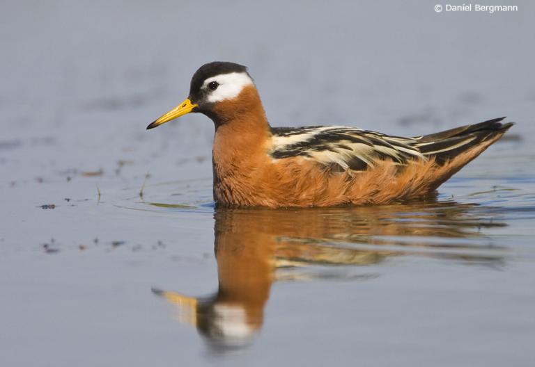 Þórshani (Phalaropus fulicarius)