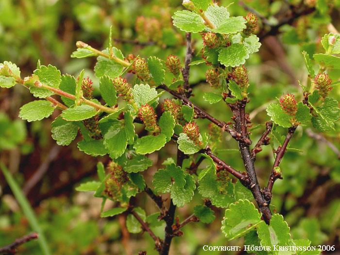 Mynd af Fjalldrapa (Betula nana)