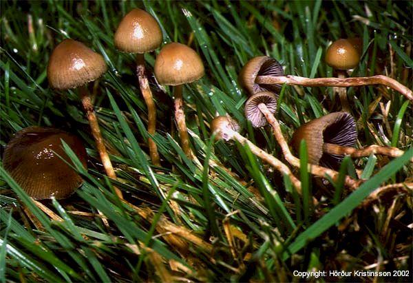 Mynd af Trjónupeðla (Psilocybe semilanceata)