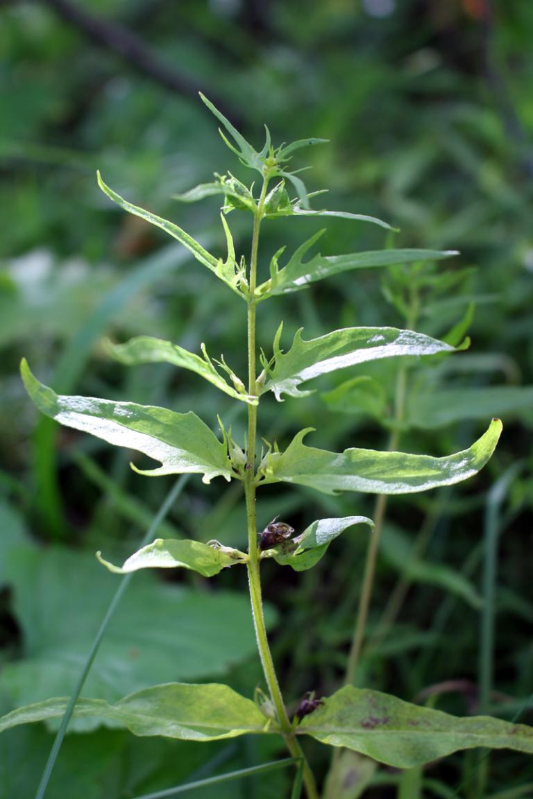 Engjakambjurt (Melampyrum pratense) Engjakambjurt (Melampyrum pratense)