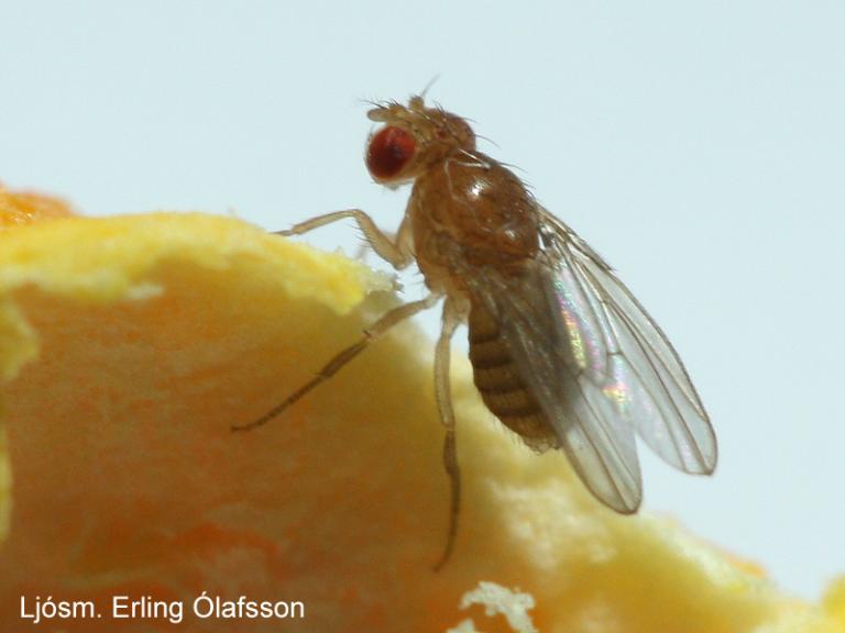 Ediksgerla - Drosophila melanogaster