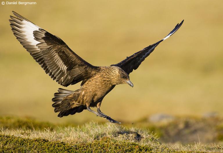 Skúmur (Catharacta skua) Skúmur (Catharacta skua)