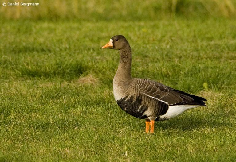 Blesgæs (Anser albifrons flavirostris)