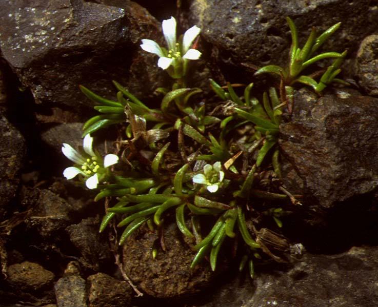 Mynd af Fjallanóra (Minuartia biflora)