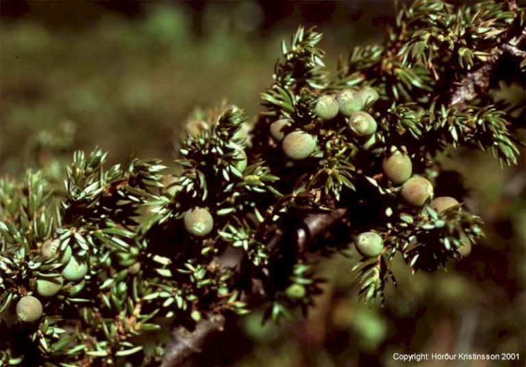 Mynd af Einir (Juniperus communis)