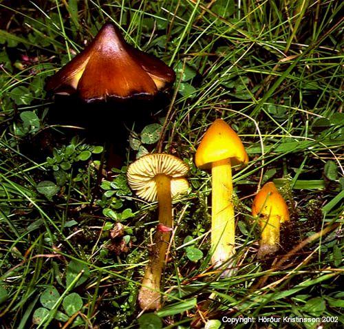 Mynd af Gullhnúfa (Hygrocybe conica)