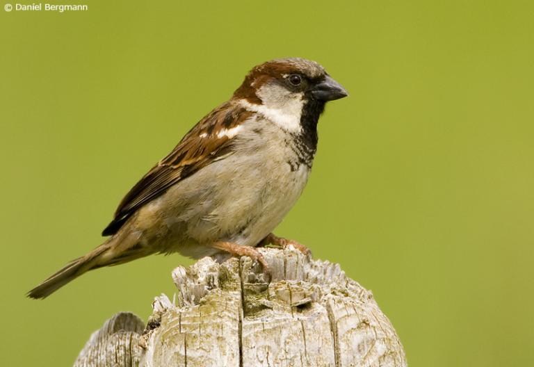 Gráspör (Passer domesticus)