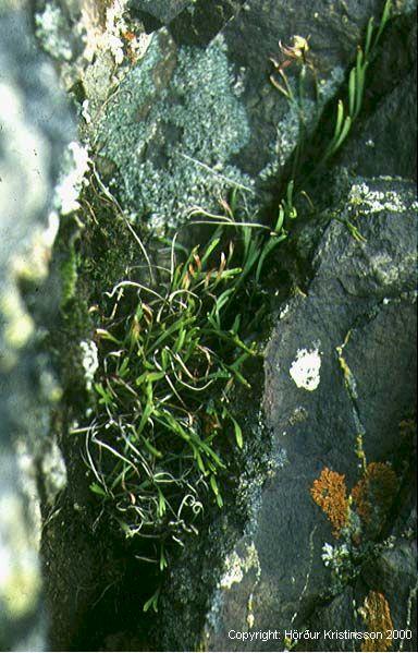 Mynd af Skeggburkna (Asplenium septentrionale)