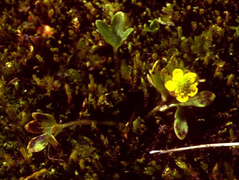Dvergsóley (Ranunculus pygmaeus) Icelandic Institute of Natural History