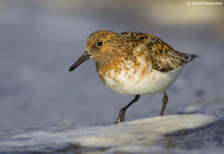 Sanderla (Calidris alba)