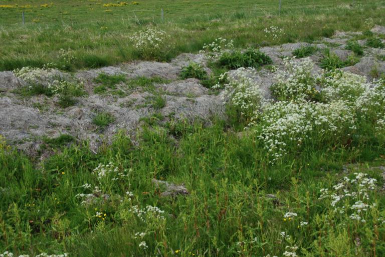 Mynd af Skógarkerfil (Anthriscus sylvestris)