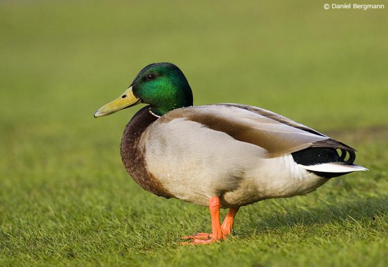 Stokkönd (Anas platyrhynchos) Stokkönd (Anas platyrhynchos)