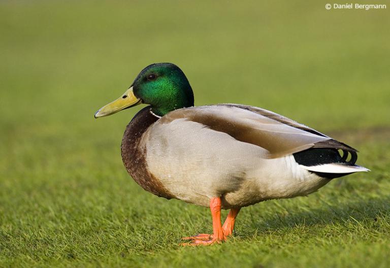 Stokkönd (Anas platyrhynchos)