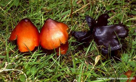 Mynd af Gullhnúfa (Hygrocybe conica)