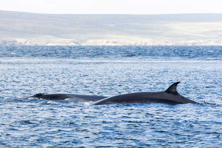 Sandreyður (Balaenoptera borealis)