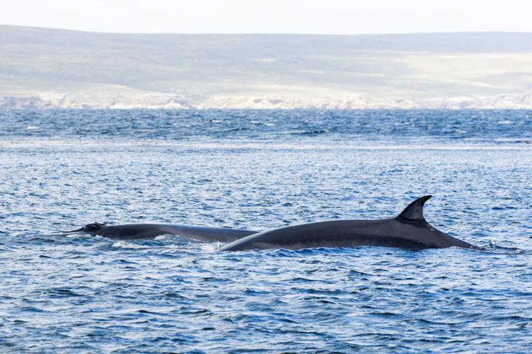 Sandreyður (Balaenoptera borealis)