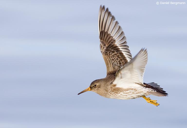 Sendlingur (Calidris maritima)