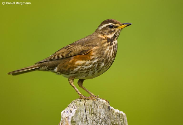 Skógarþröstur (Turdus iliacus)