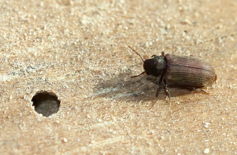 Veggjatítla – Anobium punctatum Veggjatítla – Anobium punctatum