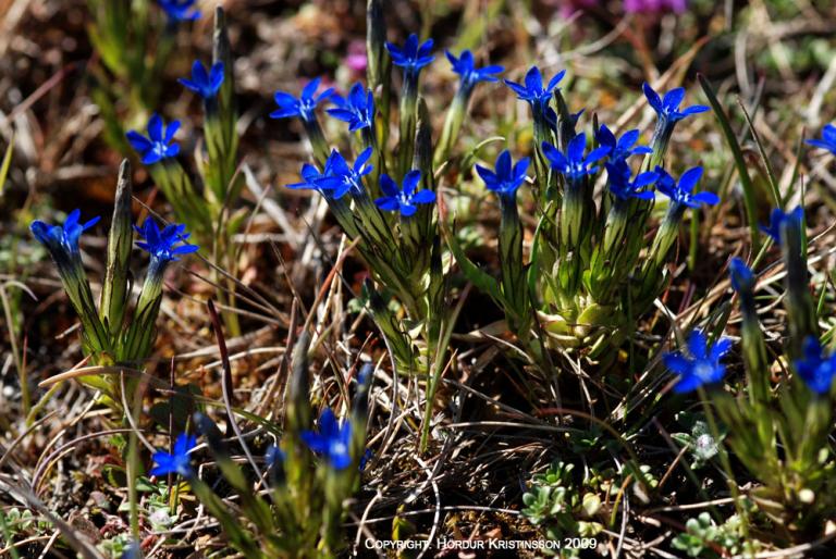 Mynd af Dýragrasi (Gentiana nivalis)