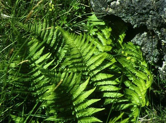 Mynd af Stóraburkna (Dryopteris filix-mas)