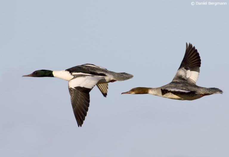 Gulönd (Mergus merganser)