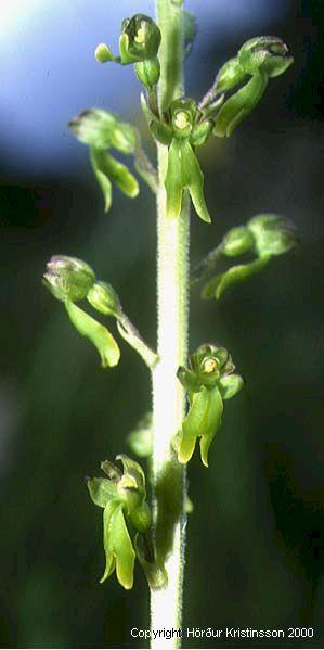 Mynd af Eggtvíblöðku (Listera ovata)