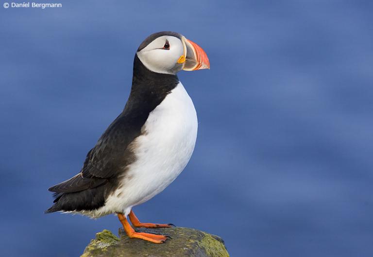 Lundi (Fratercula arctica) Lundi (Fratercula arctica)